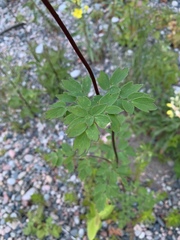 Thalictrum pubescens