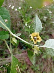 Physalis philadelphica