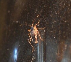 Ozophora burmeisteri