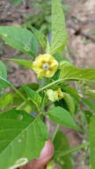 Physalis philadelphica