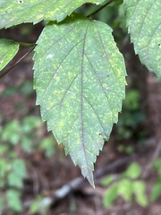 Celtis tenuifolia