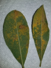 Coleosporium solidaginis