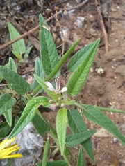 Cleome monophylla