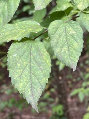 Celtis tenuifolia