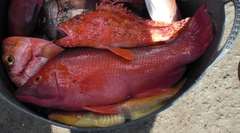 Bodianus scrofa