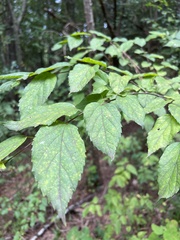 Celtis tenuifolia