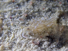 Dondice occidentalis