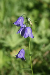 Campanula rhomboidalis