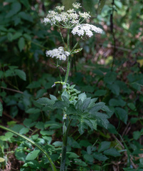 Heracleum