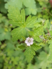 Geranium seemannii