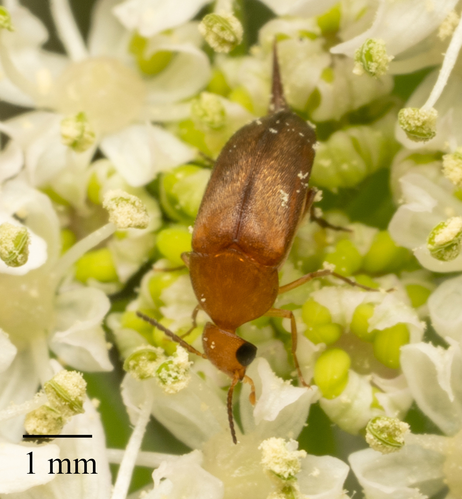 Mordellistena neuwaldeggiana