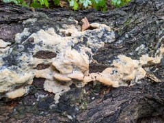 Rigidoporus populinus