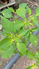 Physalis philadelphica