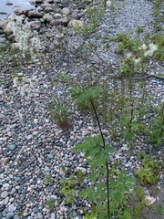 Thalictrum pubescens