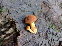Fungi