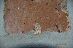 Caradrina clavipalpis