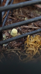 Leucocoprinus birnbaumii image