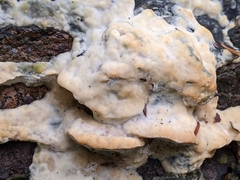 Rigidoporus populinus