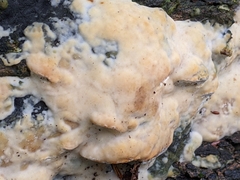 Rigidoporus populinus