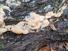 Rigidoporus populinus