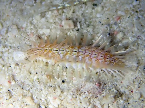 Photo of Green fireworm (Chloeia viridis)