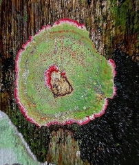 Herpothallon