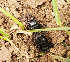 Scarites subterraneus