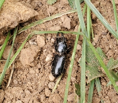 Scarites subterraneus