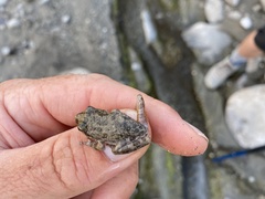 Pseudacris cadaverina