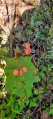 Lopezia racemosa