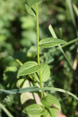 Campanula rhomboidalis