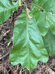 Quercus
