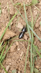 Scarites subterraneus