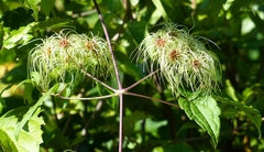 Clematis