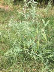Solanum elaeagnifolium