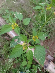 Physalis philadelphica
