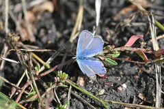 Plebejus idas
