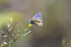 Plebejus idas