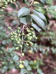 Ligustrum sinense