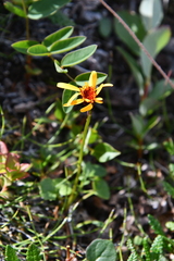 Packera heterophylla