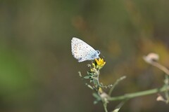 Plebejus idas