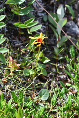 Packera heterophylla
