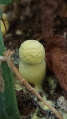 Leucocoprinus birnbaumii image