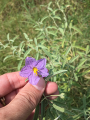 Solanum elaeagnifolium
