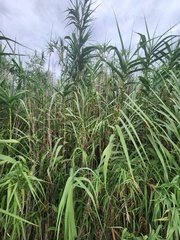 Arundo