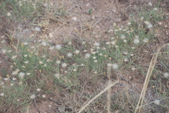 Chaetopappa ericoides