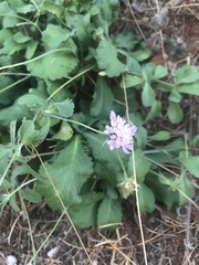 Sixalix atropurpurea