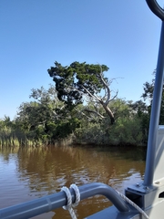 Zanthoxylum hirsutum