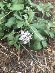 Sixalix atropurpurea