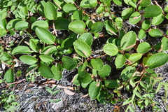 Salix reticulata